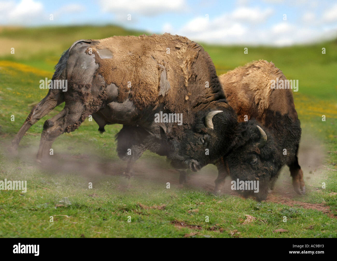 Amerikanischer Bison, Büffel (Bison Bison), zwei Bullen kämpfen Stockfoto