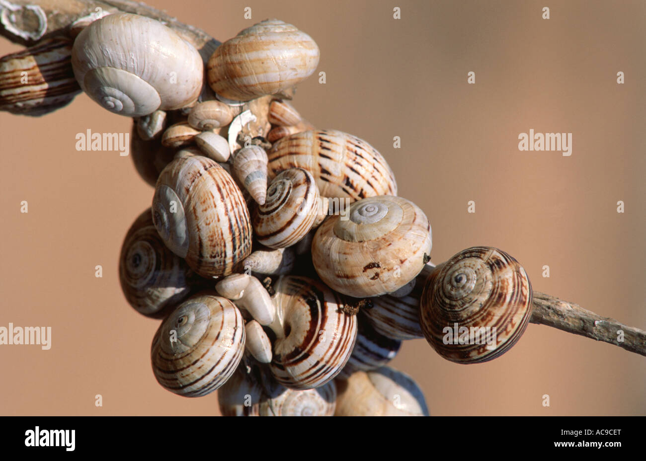Große Gruppe von weißen Lippen Schnecken Bänderschnecken Hortensis auf einem Zweig estivating Alicante Spanien trafen sich Stockfoto