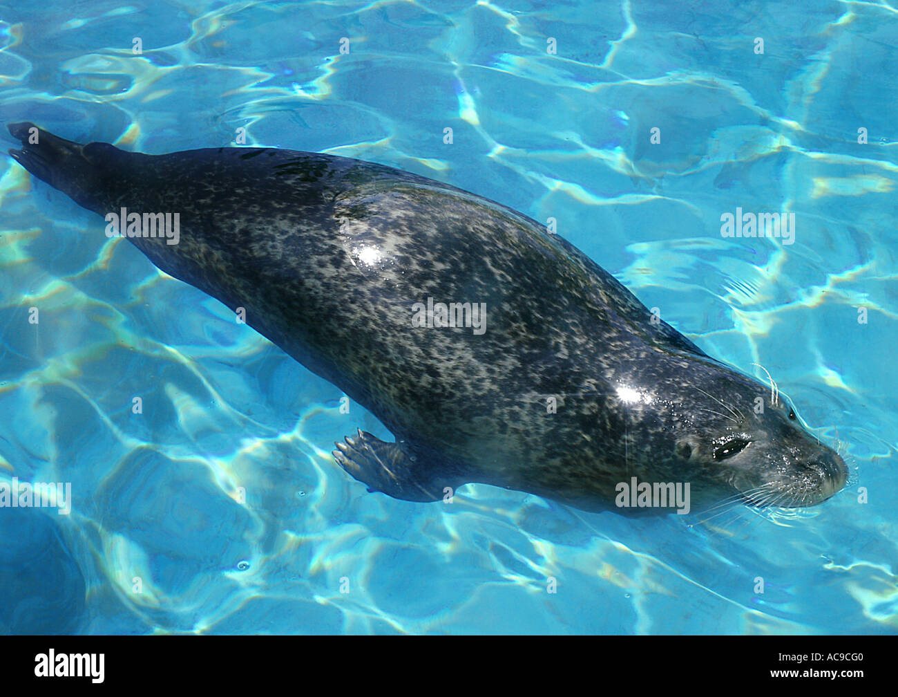 Mittelmeer-Mönchsrobbe (Monachus Monachus), Schwimmen Stockfoto