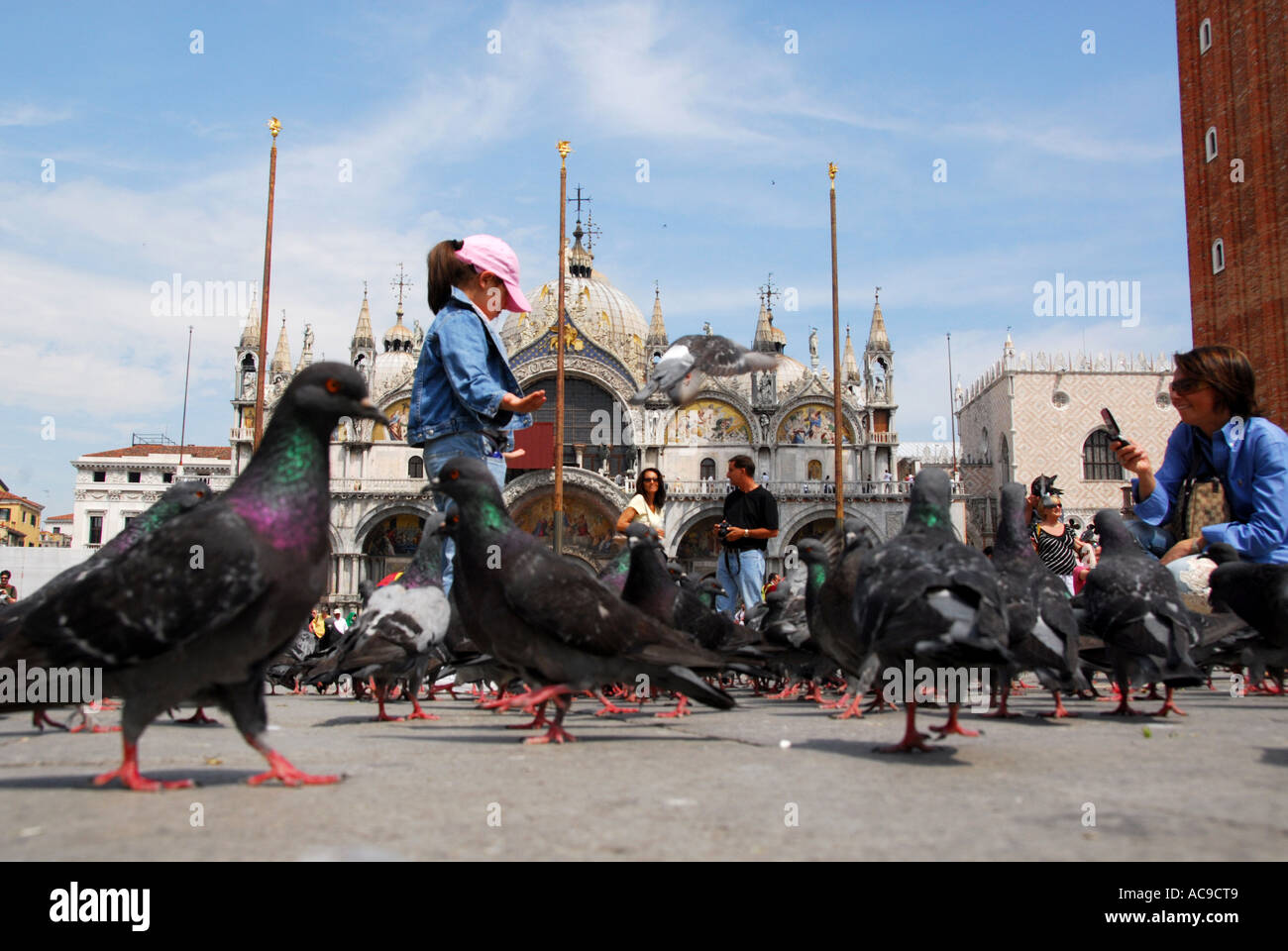 Tauben in Markusplatz Venedig Italien Stockfoto