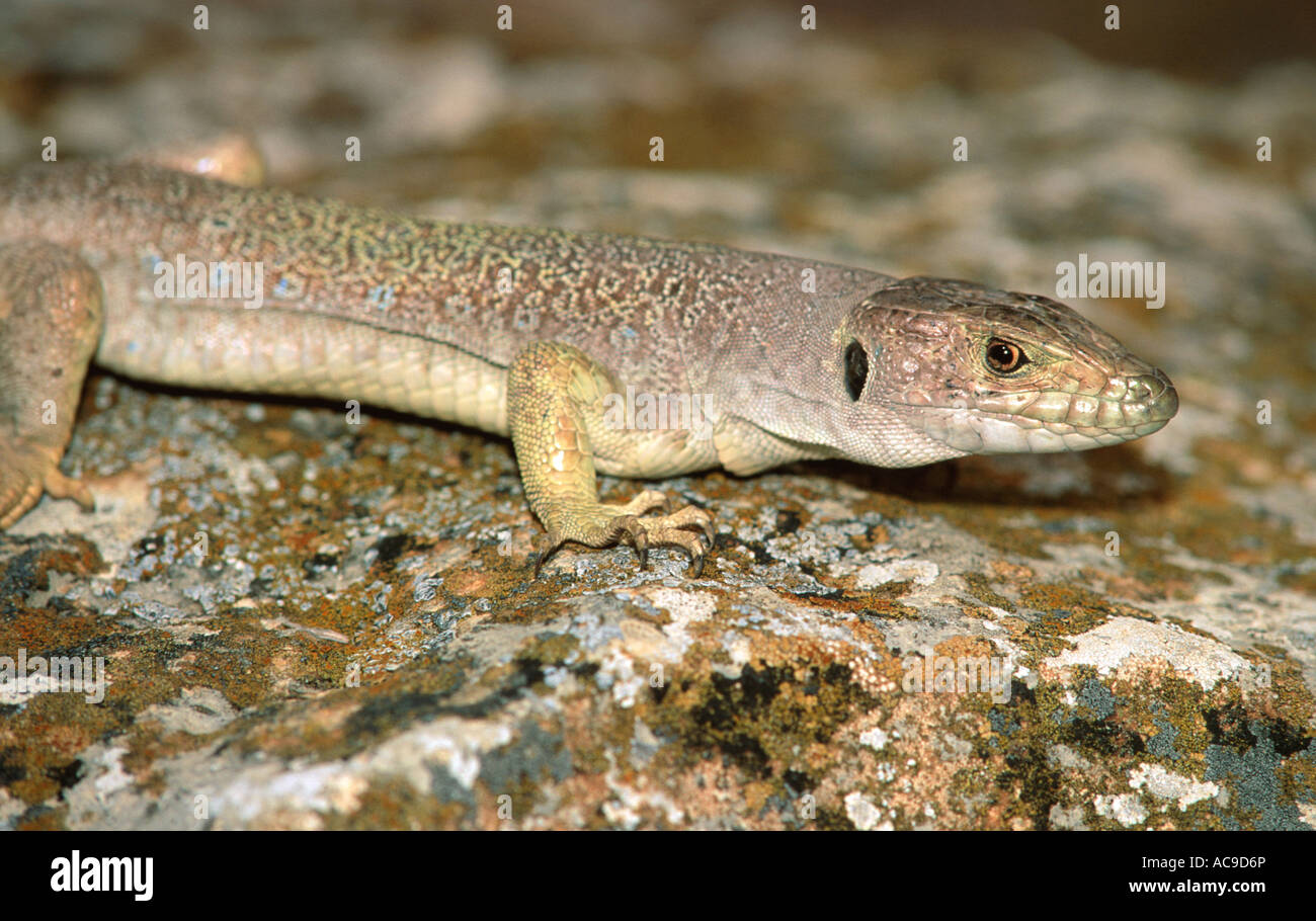 Männliche Eidechse auf Felsen Lacerta Lepida Alicante Spanien Stockfoto