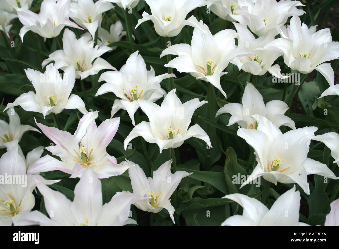 Feld von weißen Tulpen in voller Blüte mit üppig grünen Blättern, von oben gesehen. Stockfoto