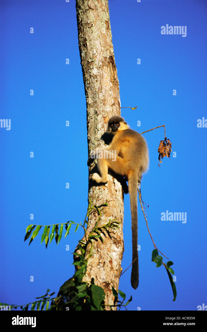 Languren Klettern Baum Presbytis Pileata Manas NP Assam Indien begrenzt Stockfoto