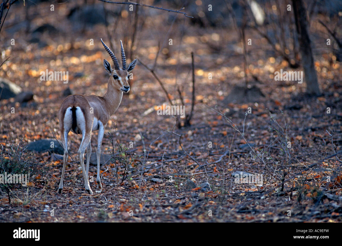 Indische Gazelle Chinkara Gazella Bennetti Ranthambore NP Rajasthan Indien Stockfoto