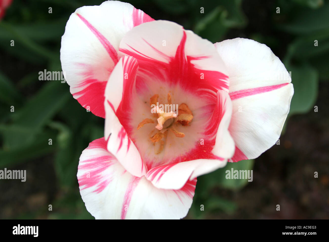 Nahaufnahme einer weißen Tulpe mit leuchtenden rosa Streifen, die detaillierte Blütenblätter und komplizierte Blumenmuster zeigt. Stockfoto