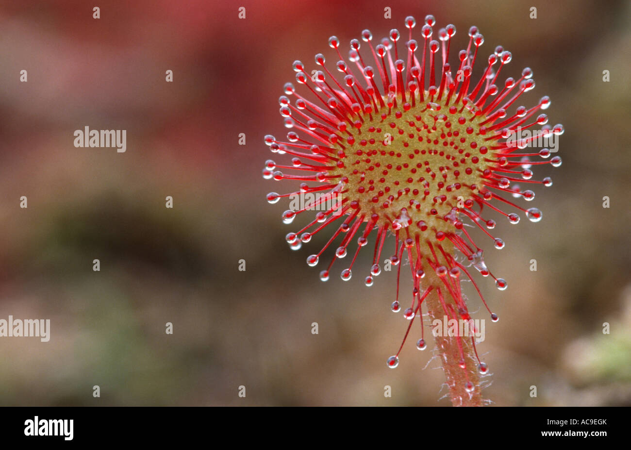 Gemeinsamen Sonnentau Drosera Rotundifolia Kalmthoute Belguim Stockfoto