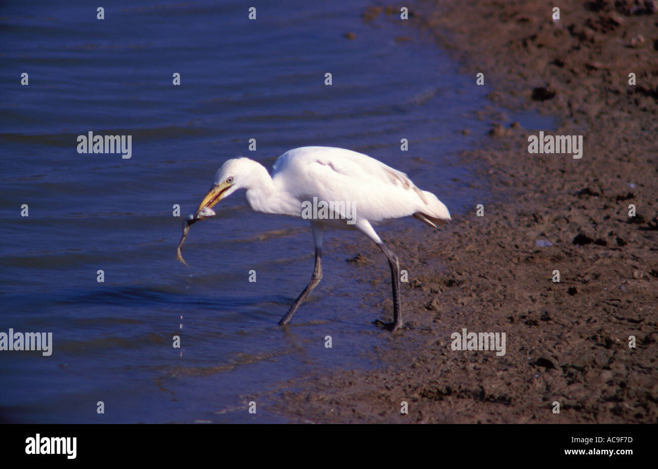 Kuhreiher Bubulcus Ibis Essen einen Frosch Stockfoto