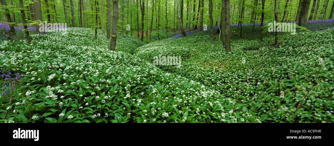 Buchenholz mit Bärlauch Bärlauch Allium Ursinum und Glockenblumen in Blume Belgien Stockfoto