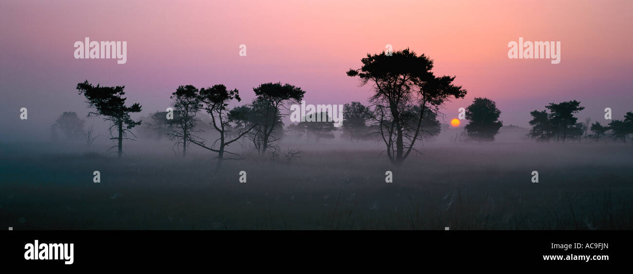 Alte Kiefern bei Sonnenaufgang im Nebel Pinus Silvestris Belgien Stockfoto