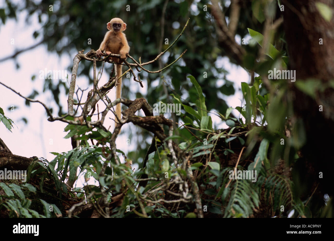 Languren junge im Baum Presbytis Pileata Kazaringa Assam Indien begrenzt Stockfoto