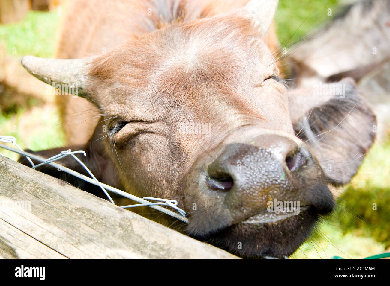Happy Cow, Mount Kenya Safari Club, Kenia Stockfoto