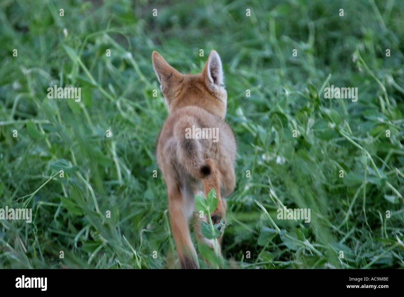 Coyote Pup, die seine Mutter in malerischen Saskatchewan Kanada verloren Stockfoto