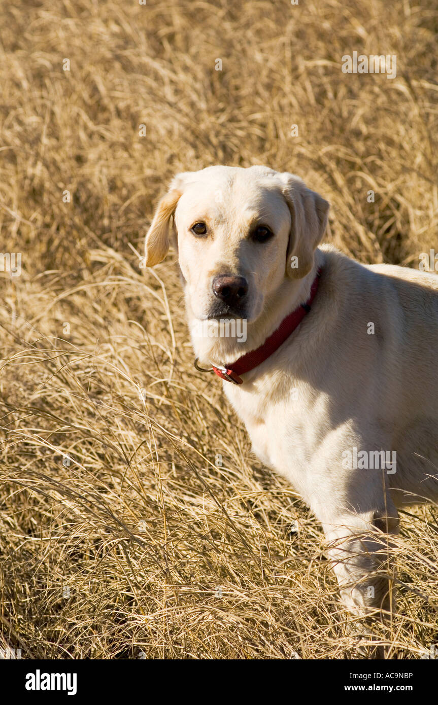 Gelber Labrador stehend in hohe Gräser Stockfoto