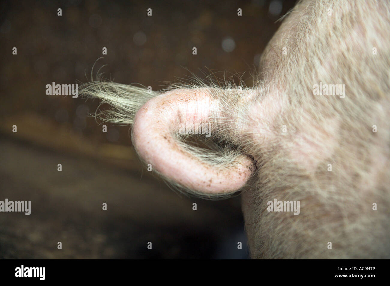 Heck des Schweins in Nahaufnahme Stockfoto