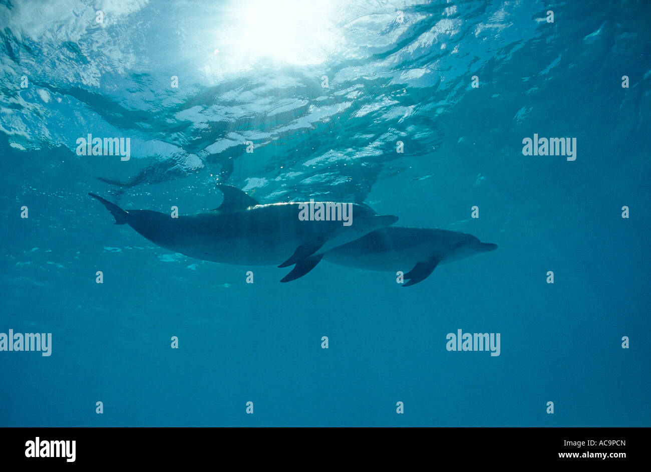 Atlantic spotted Dolphin Stenella Frontalis Bahamas Atlantik Stockfoto