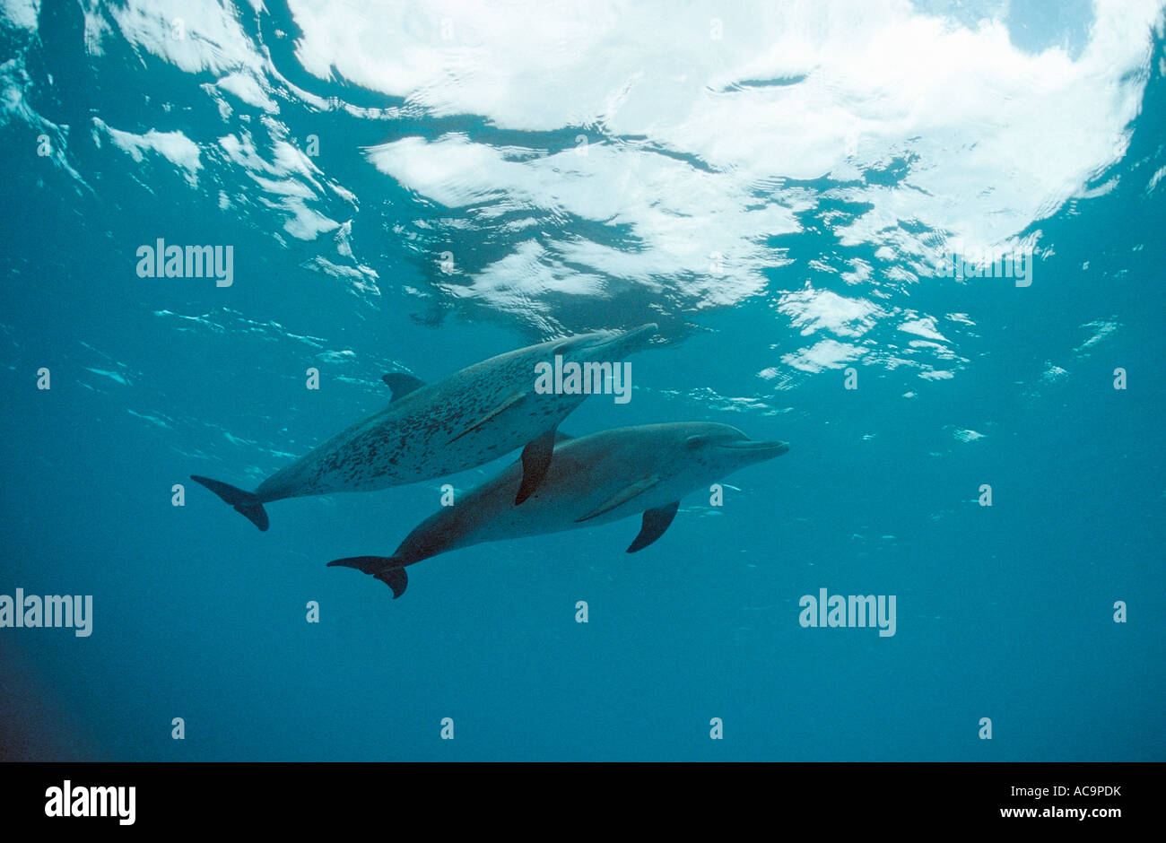 Atlantic spotted Dolphin Stenella Frontalis Bahamas Atlantik Stockfoto