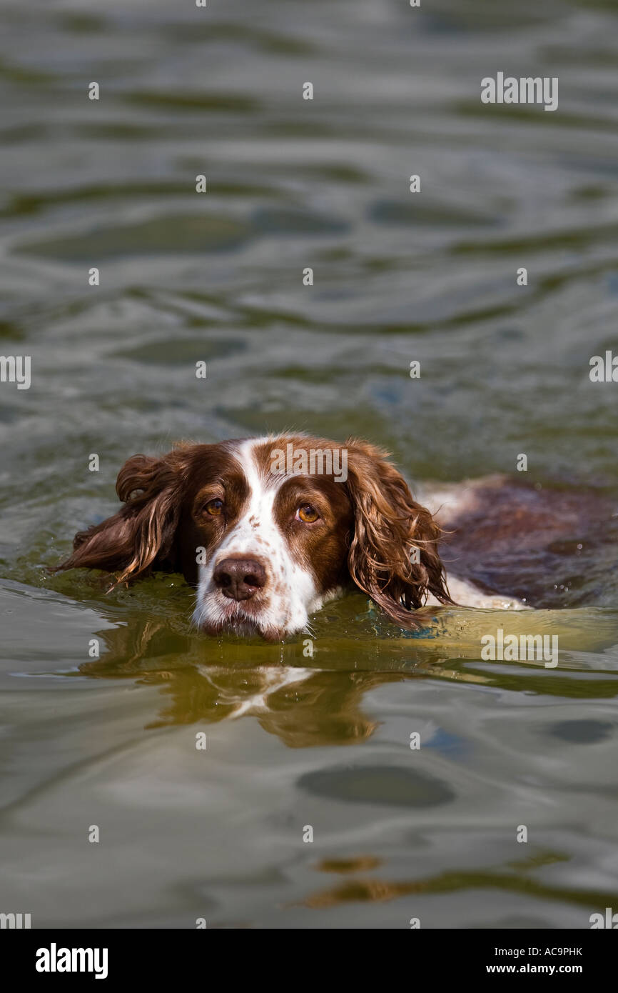 Spaniel, Schwimmen im See Bedford bedfordshire Stockfoto