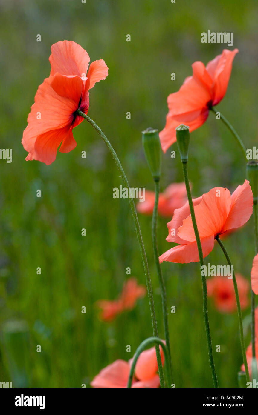 gemeinsamen Mohn Papaver rhoeas Stockfoto
