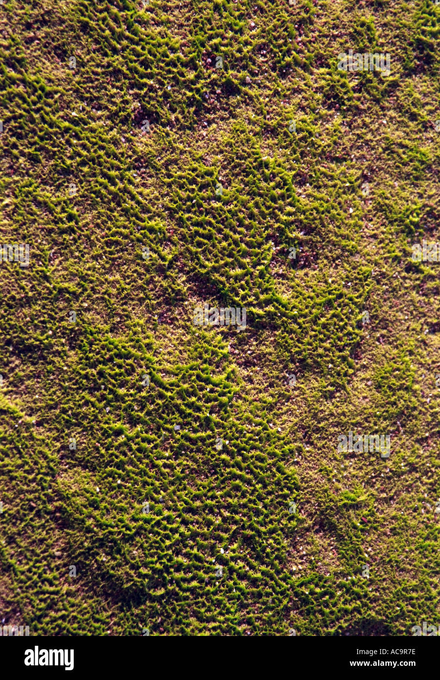 Grüne Seetang am Ufer Linie Rock NT25 21a Stockfoto