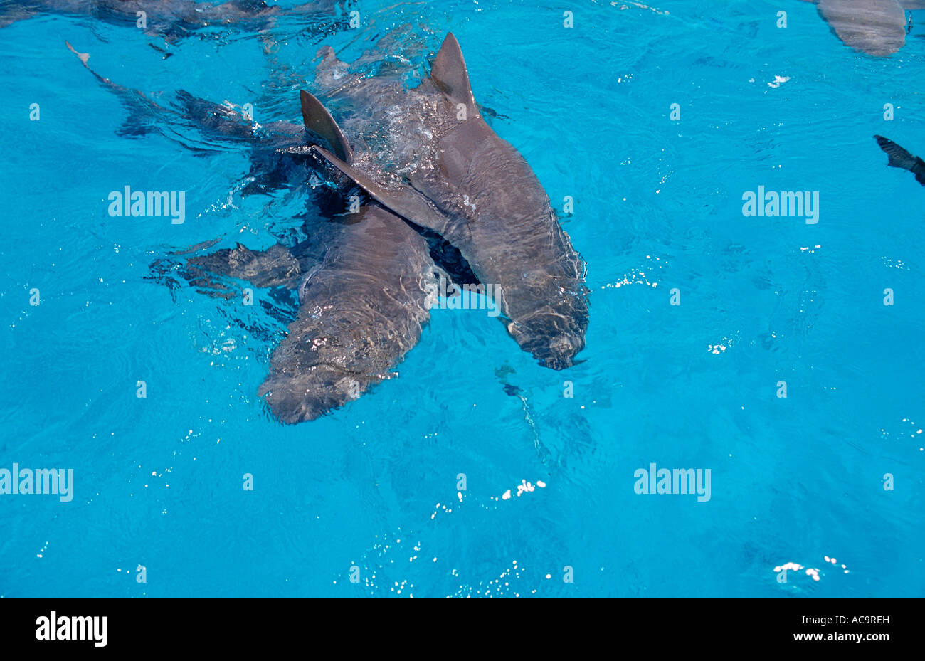 Zitrone-Haifische auf der Oberfläche Negaprion Brevirostris Bahamas Atlantik Stockfoto