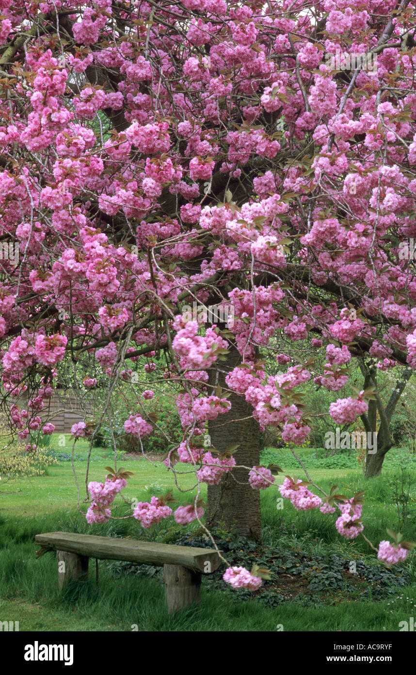 Prunus 'Kanzan' und Garten Sitzbank Stockfoto