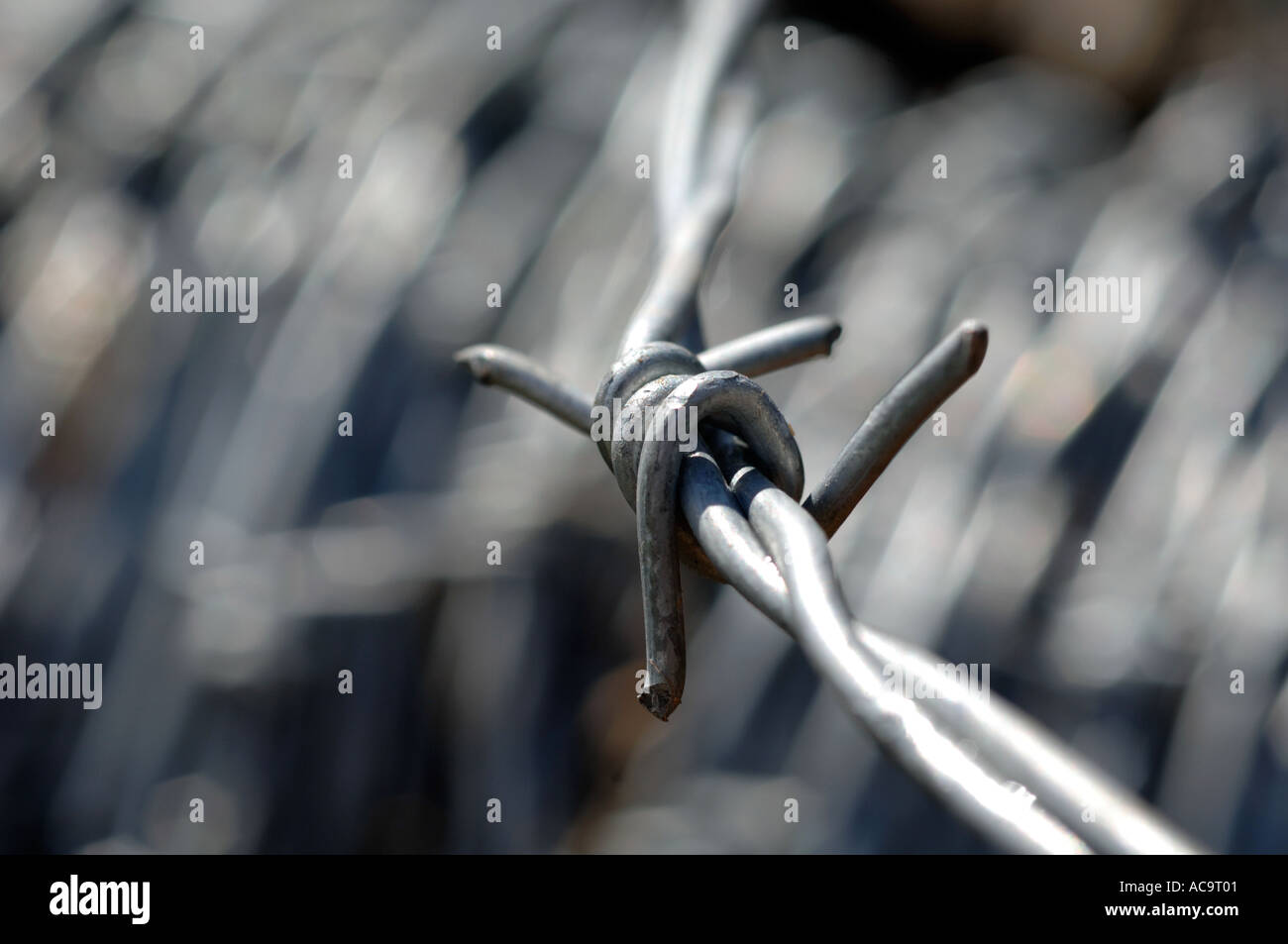 Nahaufnahme einer Rolle Stacheldraht Stockfoto