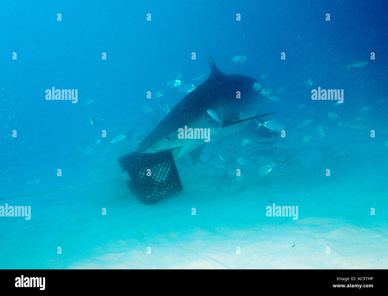 Tigerhai Galeocerdo Cuvier Bahamas Grand Bahama Island Atlantik Stockfoto