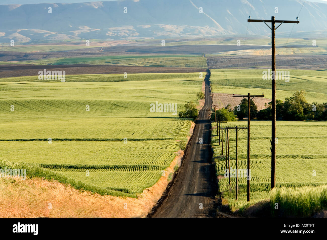 Landstraße führt bergab, unreifen Weizenfelder, Oregon Stockfoto