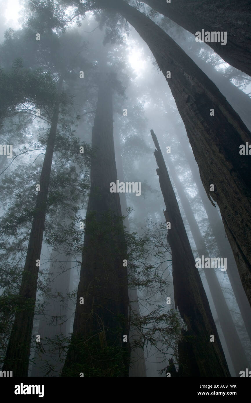 Redwood-Bäume, Silhouette, in Nebel gehüllt, Stockfoto