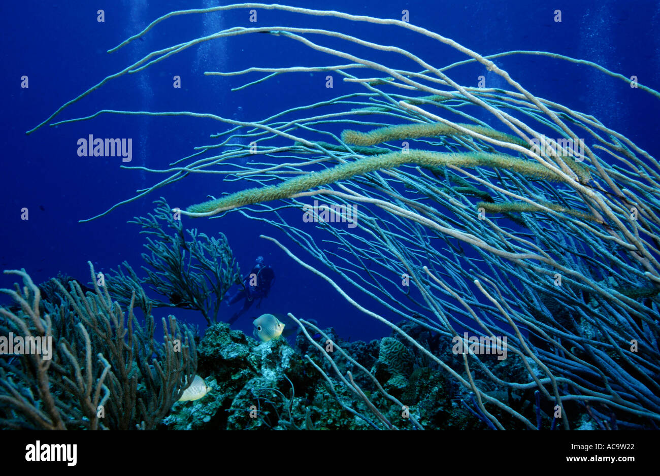 Coral Sea Peitsche Stockfoto