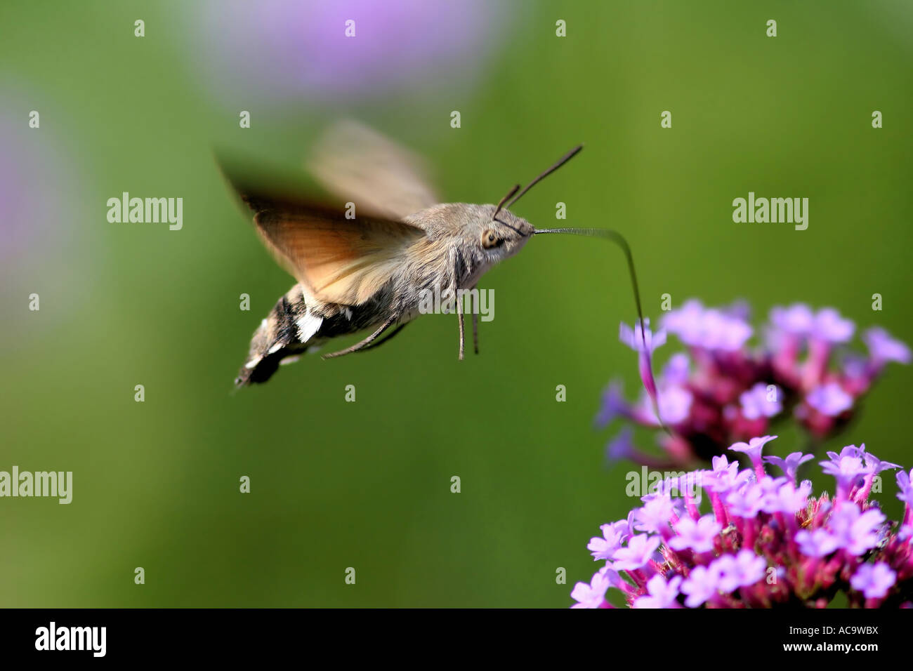 Kolibri-Hawk-Moth (Macroglossum Stellatarum) Stockfoto