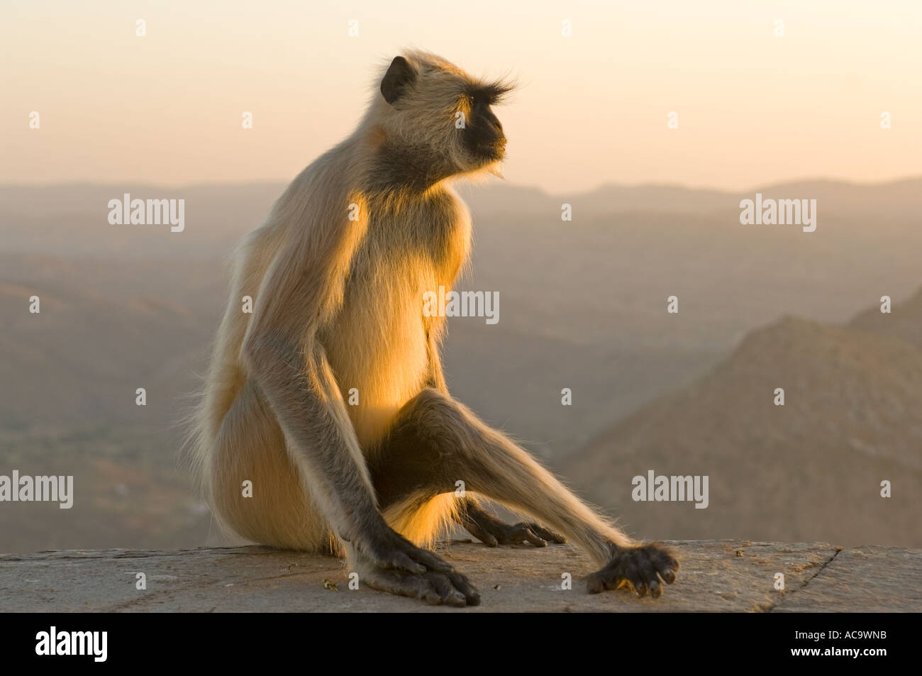 Porträt eines Erwachsenen grauen Languren-Affen (Semnopithecus Entellus) den Sonnenuntergang in der Monsun-Palast. Stockfoto