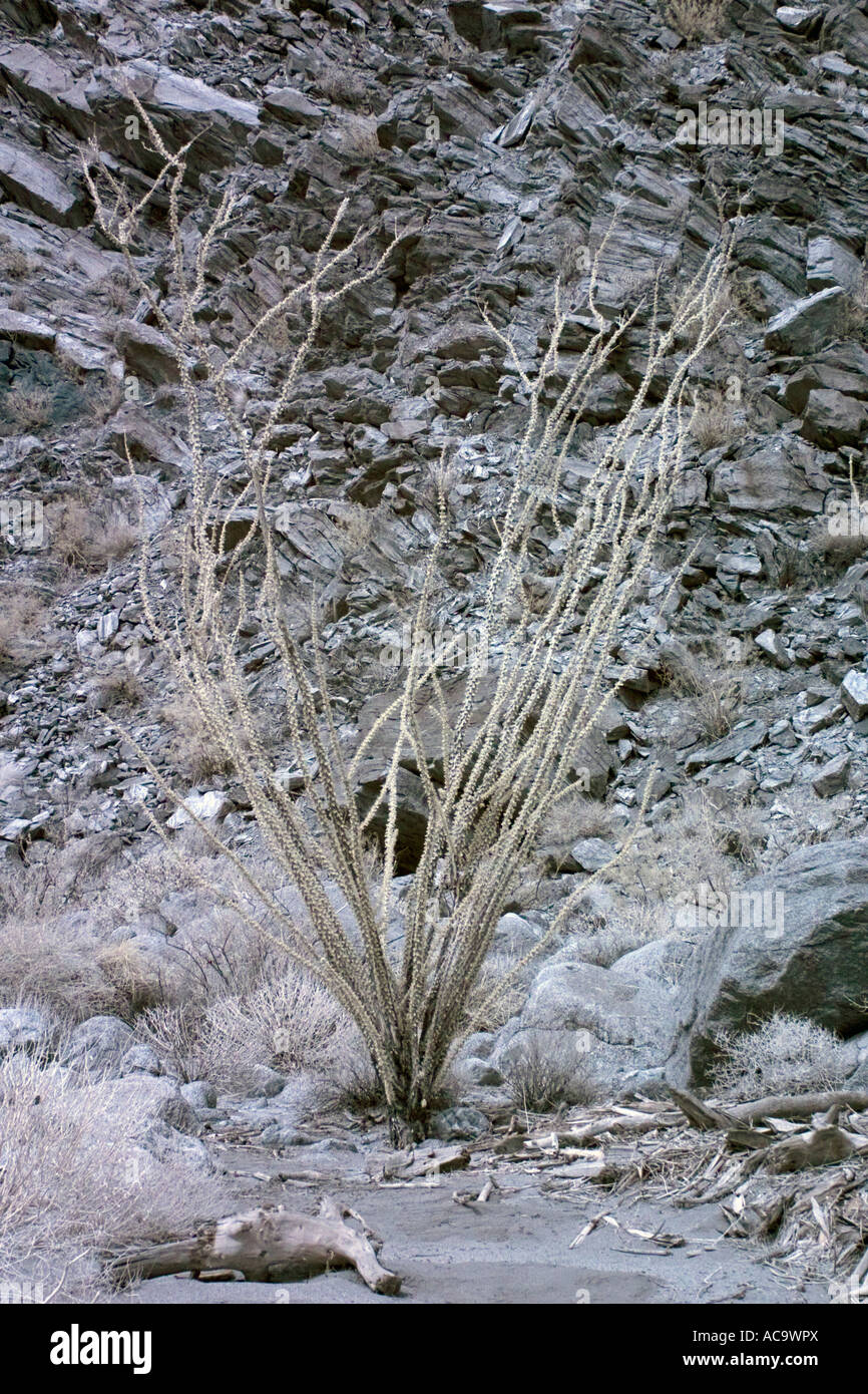 Eine Pflanze im Palm Oasis in Anza-Borrego Wüste in Infrarot Stockfoto