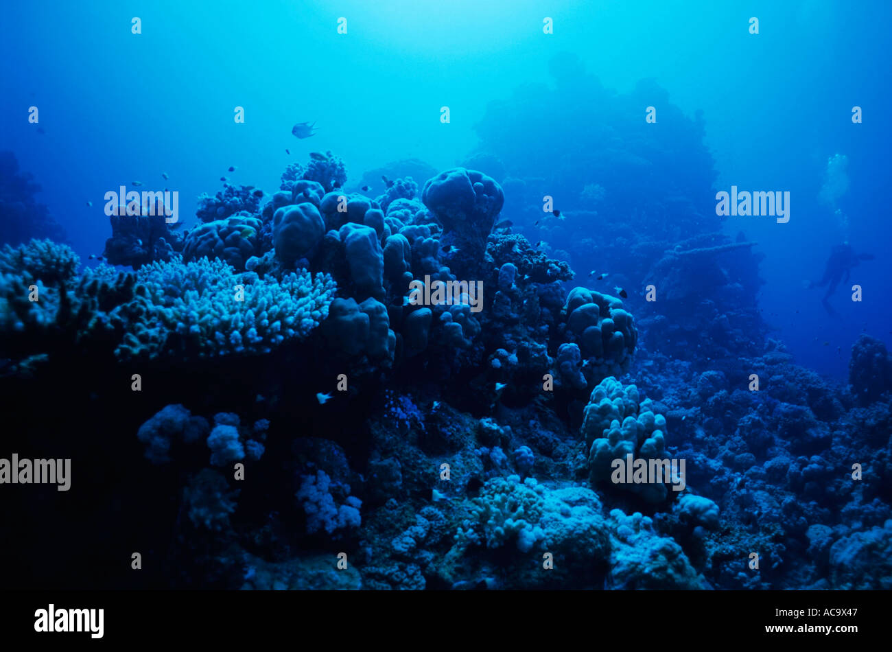 Ägypten Rotes Meer Gotta Sataya Soraya Riff Garten Massive Pore Korallen und zwei Taucher Stockfoto