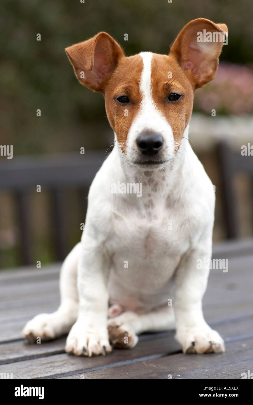 Jack Jack-Russell-Terrier Stockfoto