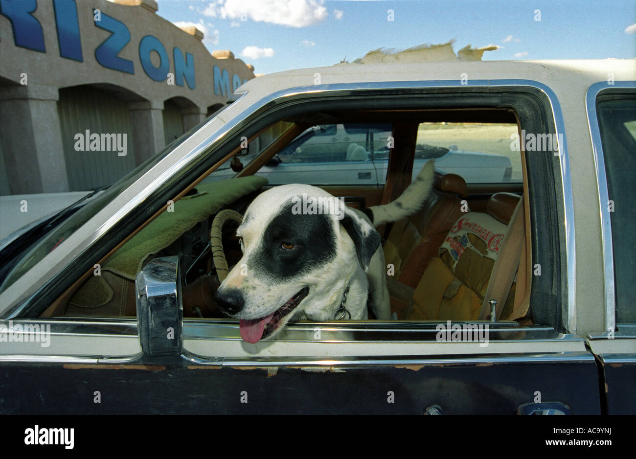 Ein Hund in einen verprügeln Abholung LKW Pahrump, Nevada USA Stockfoto