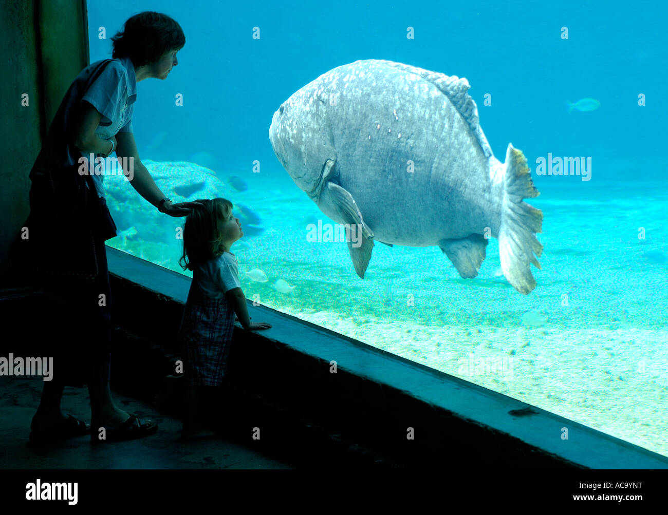Ocean Aquarium uShaka Marine World, Durban, Südafrika Stockfoto