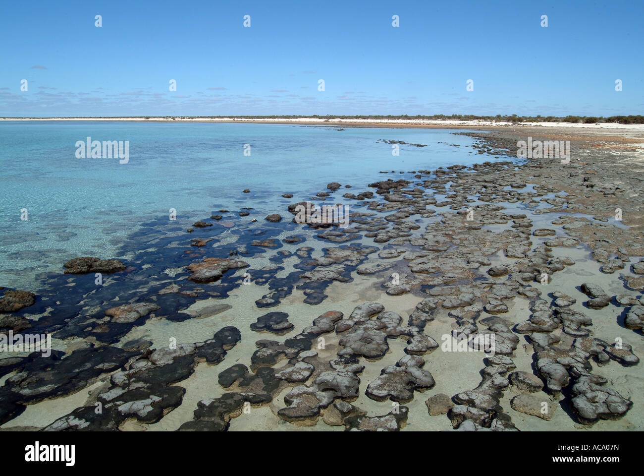 Stromatolithen auf den Strand, Hamelin Pool Marine Nature Reserve, Shark Bay, westliche Autsralia, Australien Stockfoto