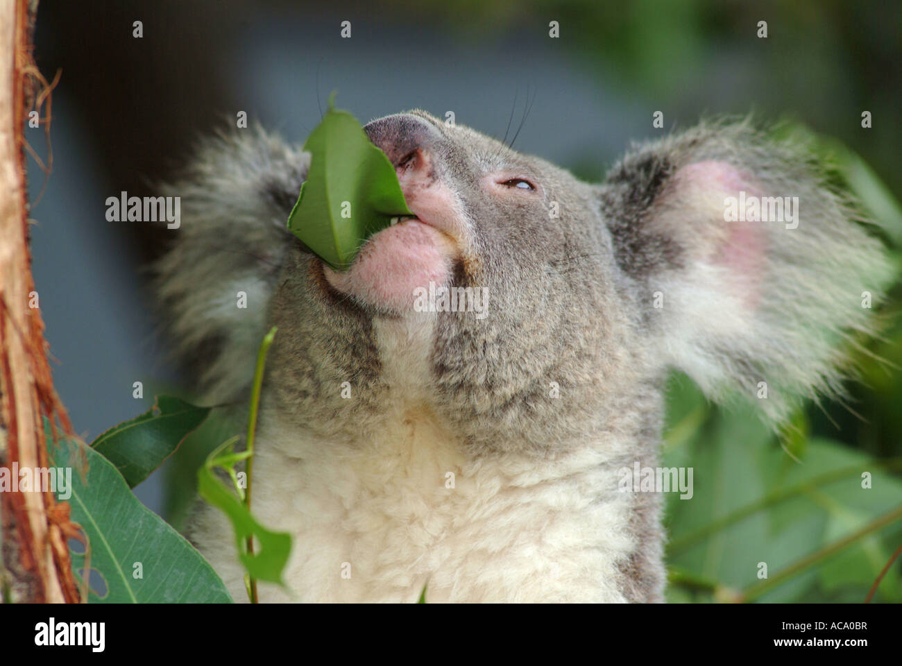 Koala (Phascolarctos Cinereus) Essen Eukalyptusblätter, Australien Stockfoto