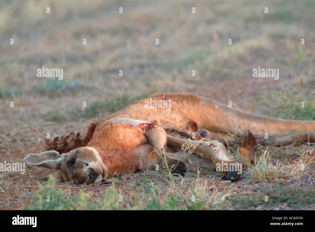 Känguruh (Macropus Fuliginosus), Roadkill, Australien Stockfoto