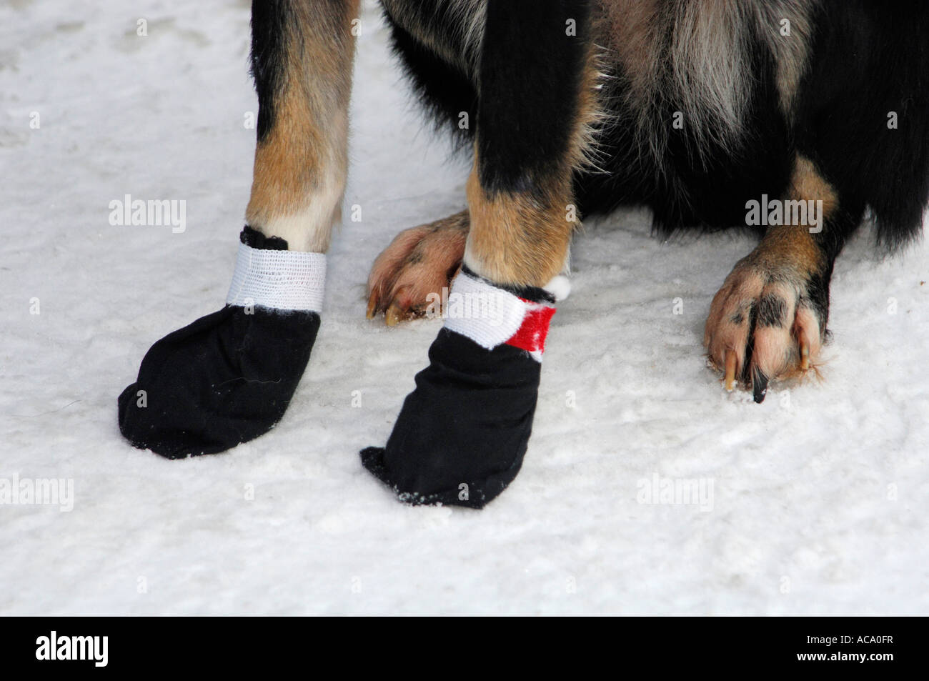 Husky Pfoten mit schwarze booties Stockfoto