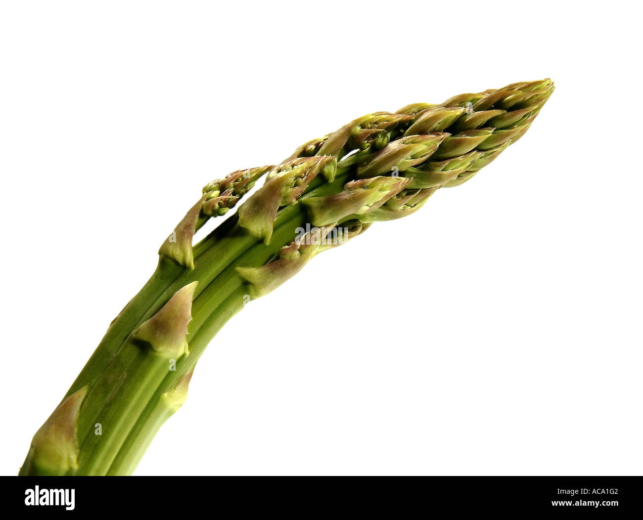 Spargel Stockfoto