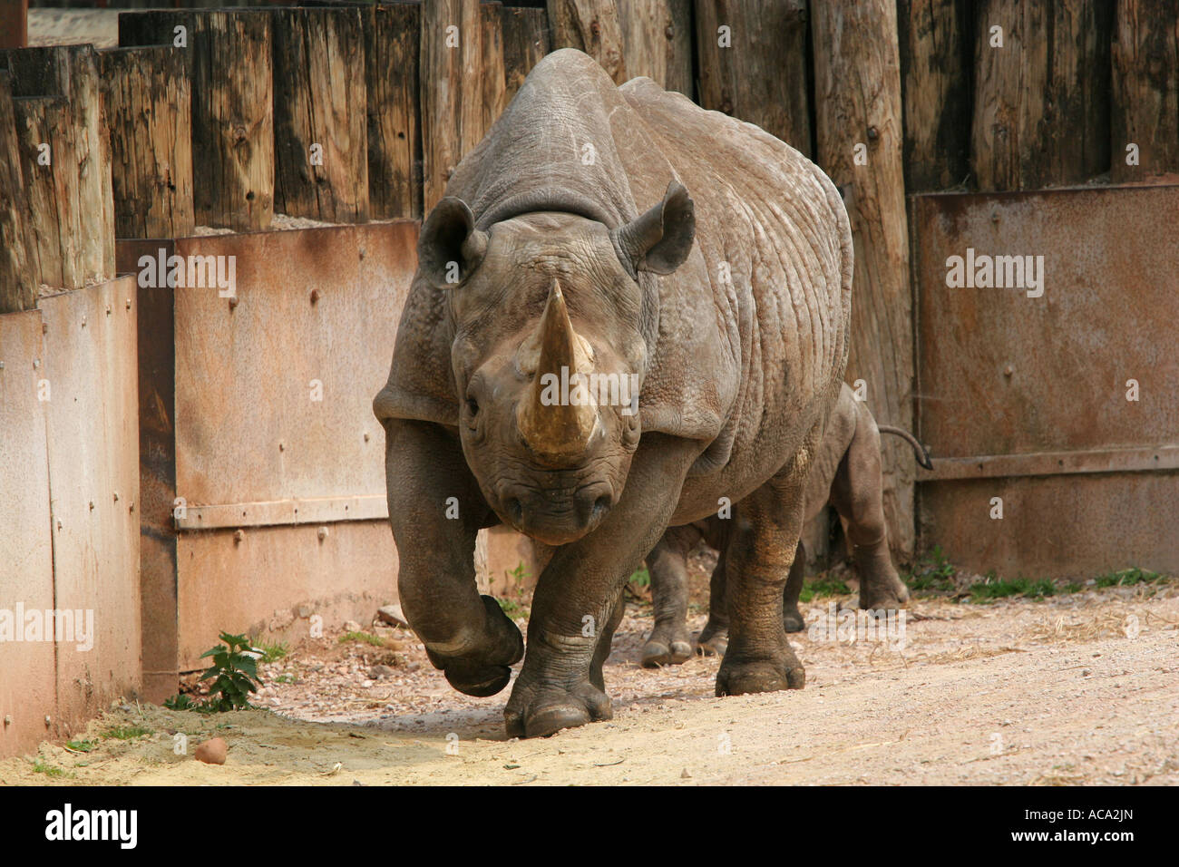 Weibliche schwarze Nashorn Rhinoceros in Gefangenschaft mit kleinen Baby Nashorn hinter ihr in Paignton Zoo Devon England UK Stockfoto