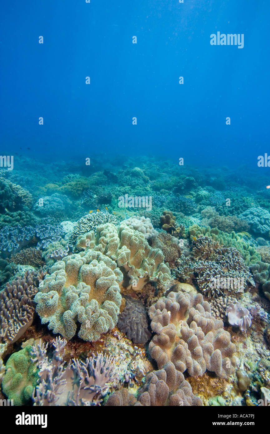 Welle bedeckt mit Pilz Weichkorallen, Sarcophyton Trochelioporum, Philippinen, Pazifischen Ozean Stockfoto