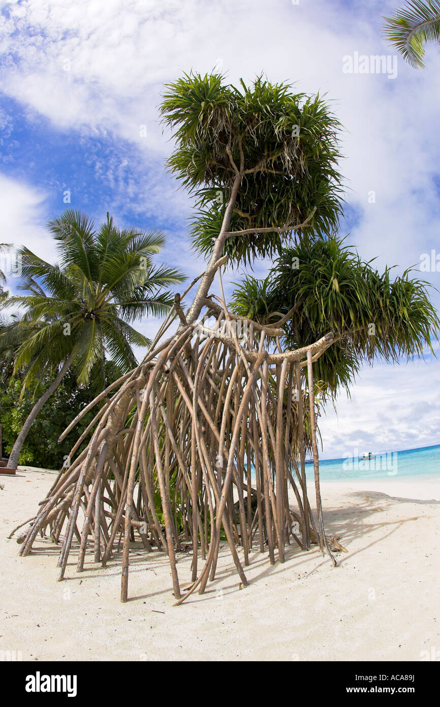 Mangroven an einem Strand, Malediven Stockfoto