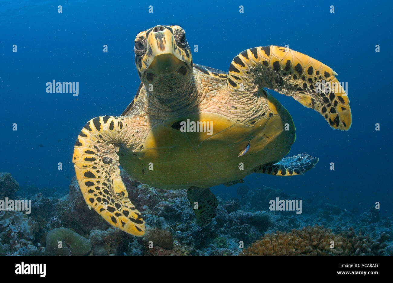 Grüne Meeresschildkröte (Chelonia Mydas), Malediven Stockfoto