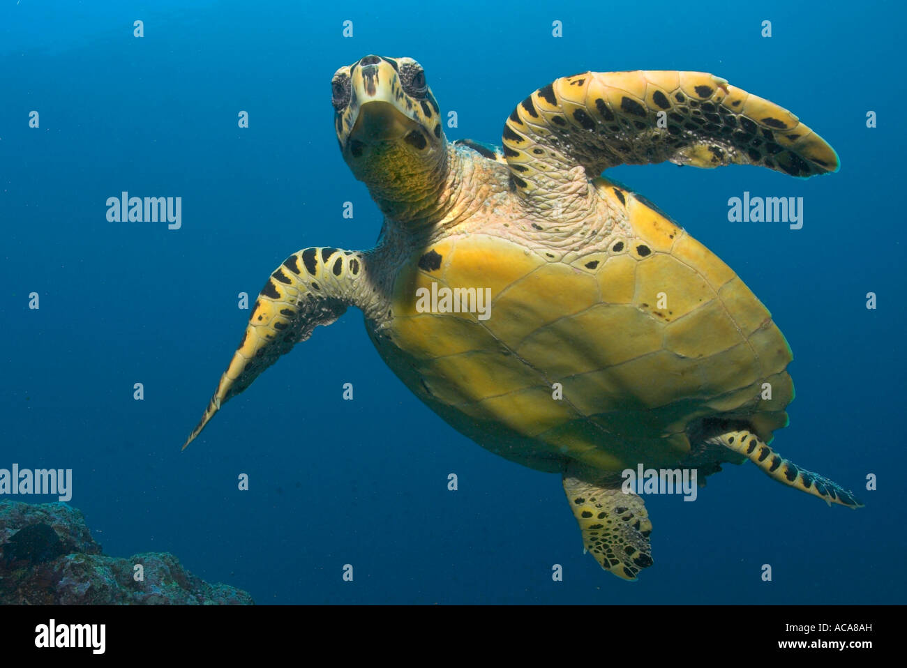 Grüne Meeresschildkröte (Chelonia Mydas), Malediven Stockfoto
