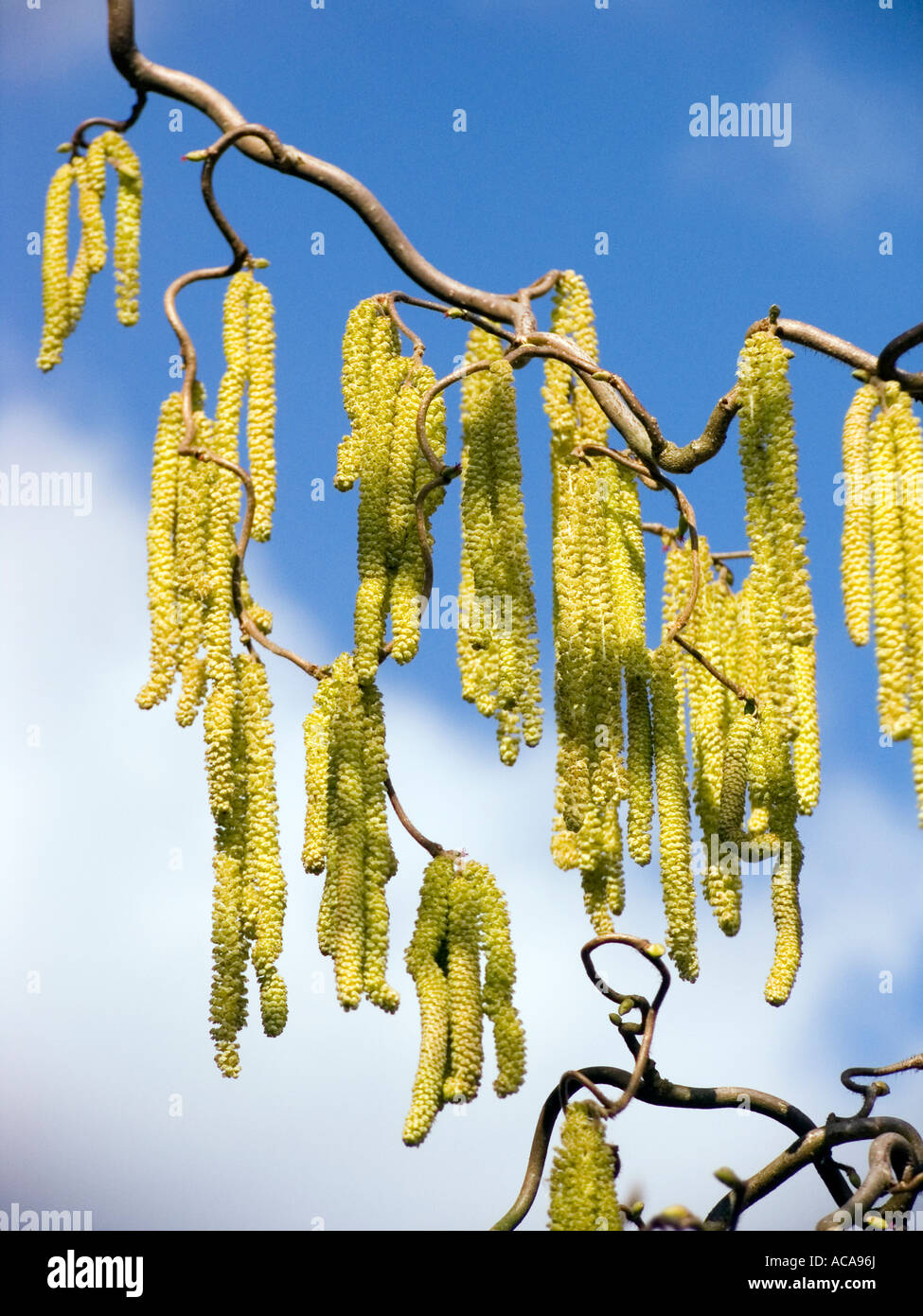 Korkenzieher-Hasel (Corylus Avellana Contorta), Zweig mit Blüten Stockfoto