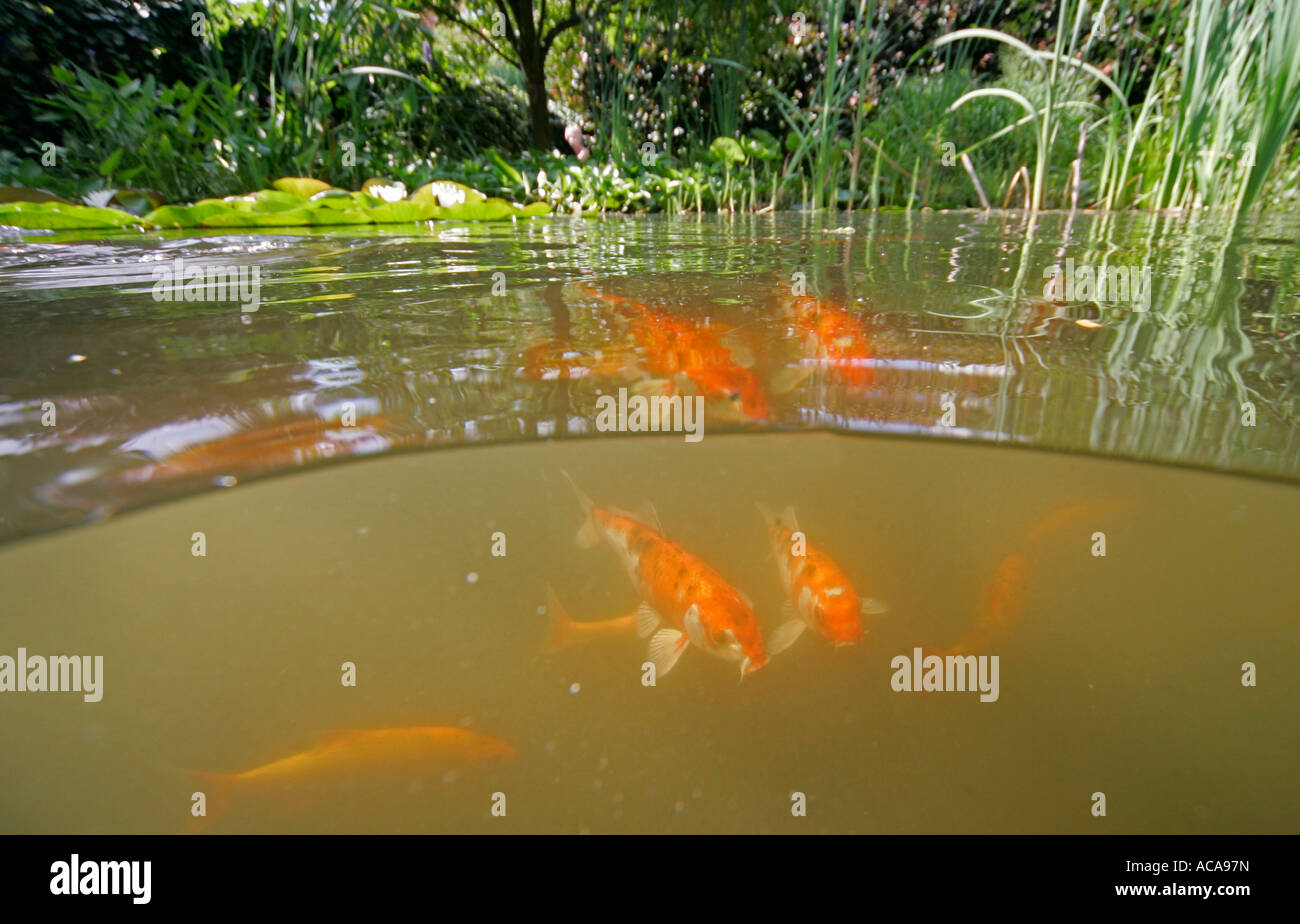 Cyprinus carpio fische Fotos und Bildmaterial in hoher Auflösung Alamy