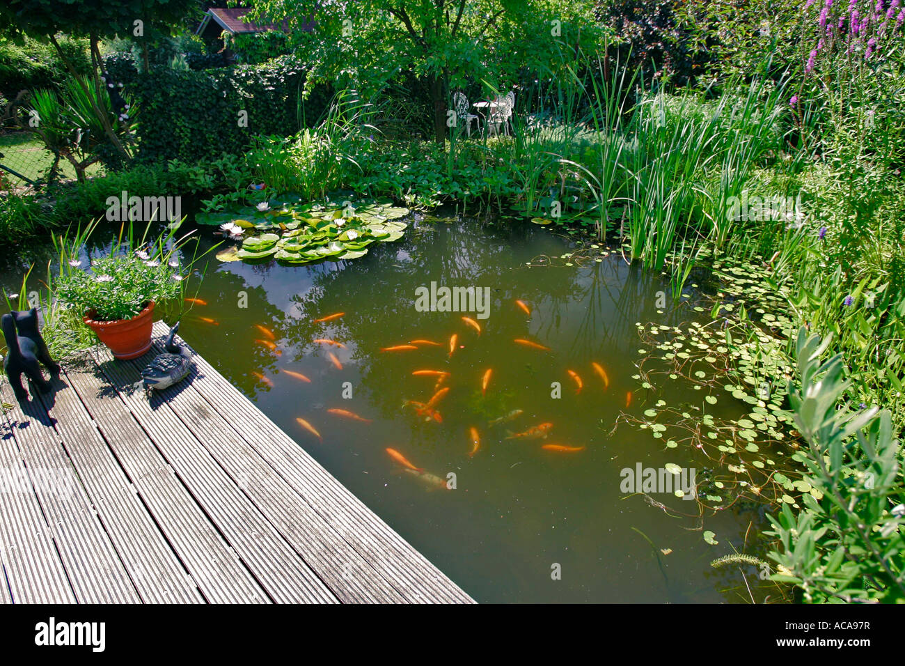 Cyprinus carpio fische Fotos und Bildmaterial in hoher Auflösung Alamy